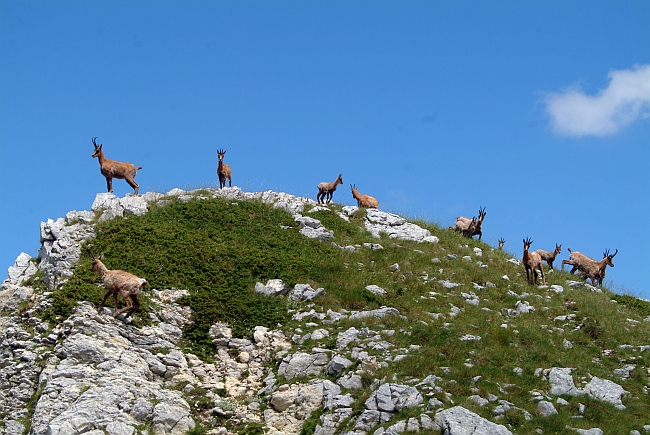 Camoscio d''Abruzzo Rupicapra pyrenaica ornata